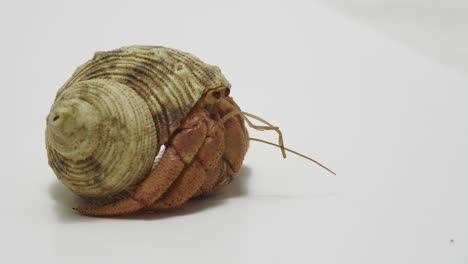 side view of hermit crab hiding in shell