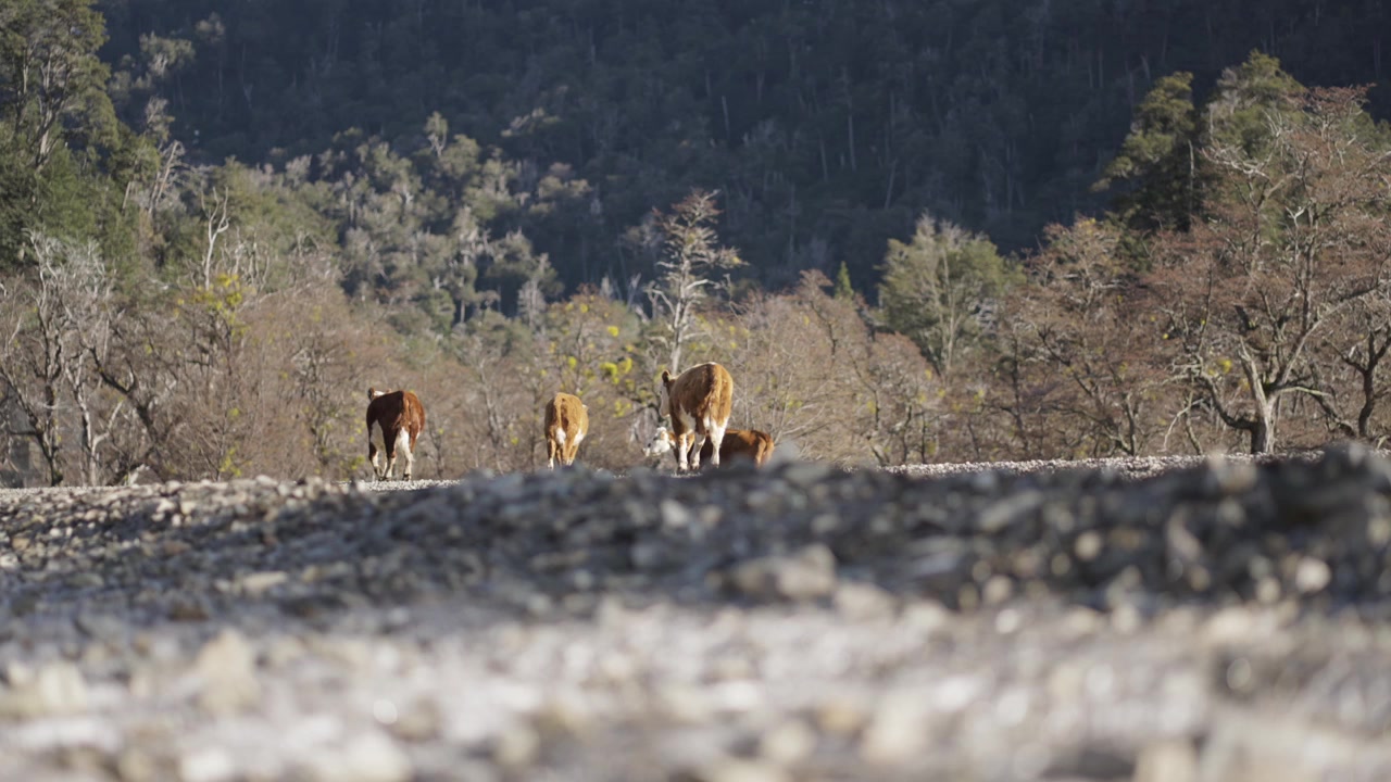 Kuhherde geht auf die trockenen Bäume im Hintergrund zu, braun-weiße Tiere, sonniger Tag, Textfreiraum, statisch, Zeitlupe.
