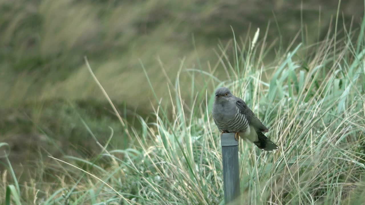 큐쿨러스 카노루스 (cucullus canorus) 큐클러스 큐클루스 (cuckoo cuckoo) 큐쿨루스 카노러스 (cuckullus canorum)