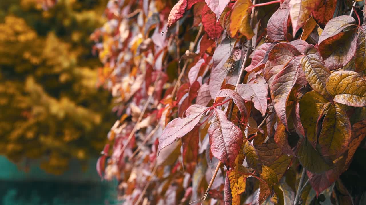 Autumn Leaves moving with the wind. Orange Autumn Tree Leaves.