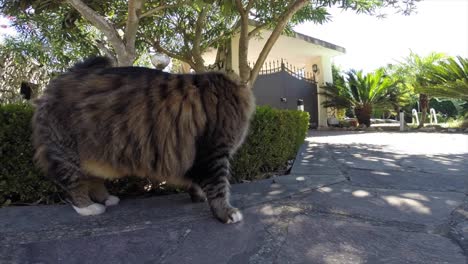 curious cat smelling camera