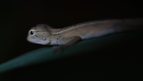 The-Oriental-Garden-Lizard-is-also-called-the-Eastern-Garden-Lizard,-Bloodsucker-and-Changeable-Lizard