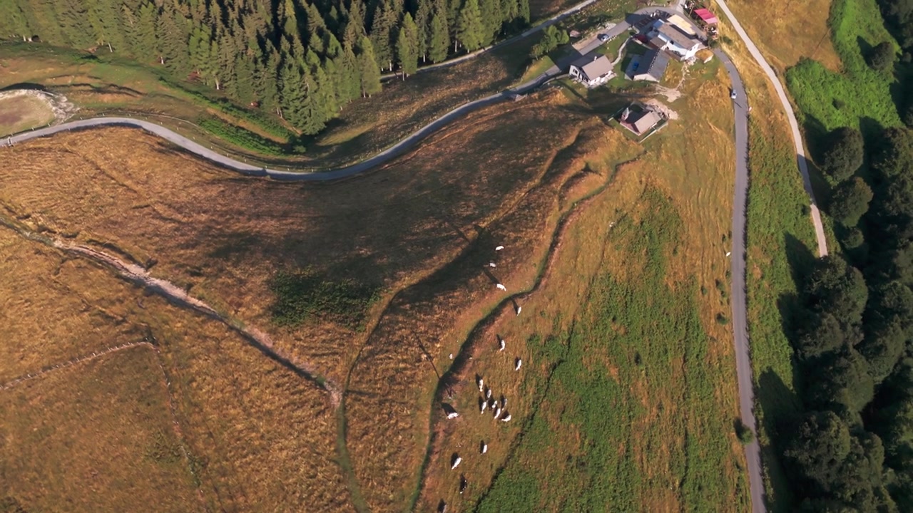 Yläkuva maaseutumaisemasta, jossa lauma valkoisia lehmiä laiduntaa vihreällä ja keltaisella laitumella pienen vuoristokylän lähellä.