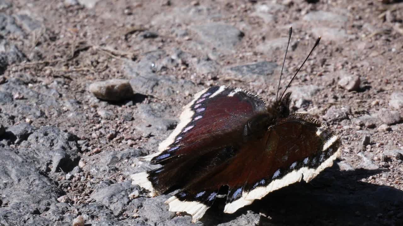 Primo piano di una farfalla che muove le ali su un terreno sassoso grigio.