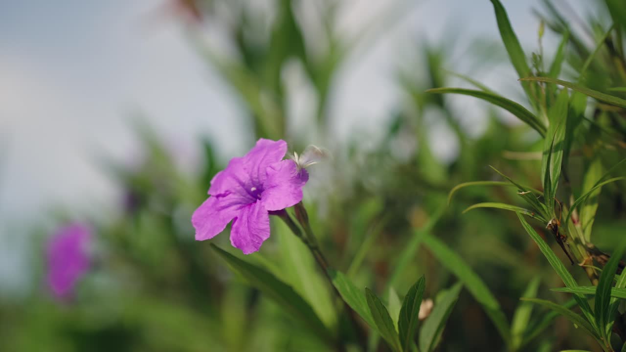 보라색 꽃에서 날아가는 작은 흰 나비, 정원의 화창한 날