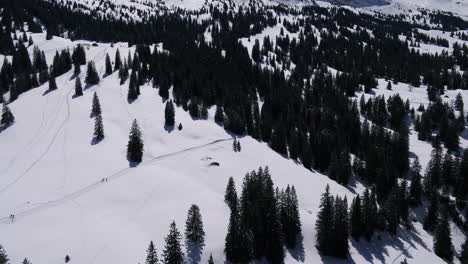 fly over trees and you have a beautiful view to the snow.you see some people doing winter sports