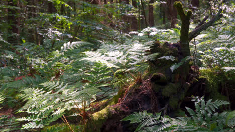 tree trunk surrounded by woodland ferns with sunlight shining through the treetops