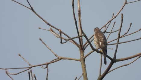 Falke-Vogel-Entspannt-Auf-Baum---Väter-