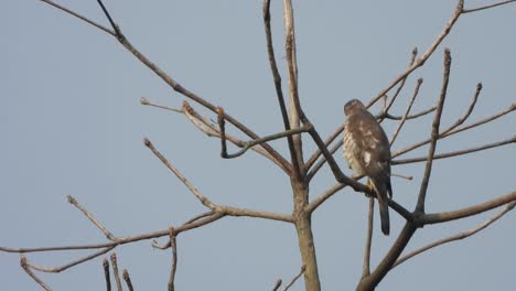 pájaro halcón relajándose en el árbol - padres
