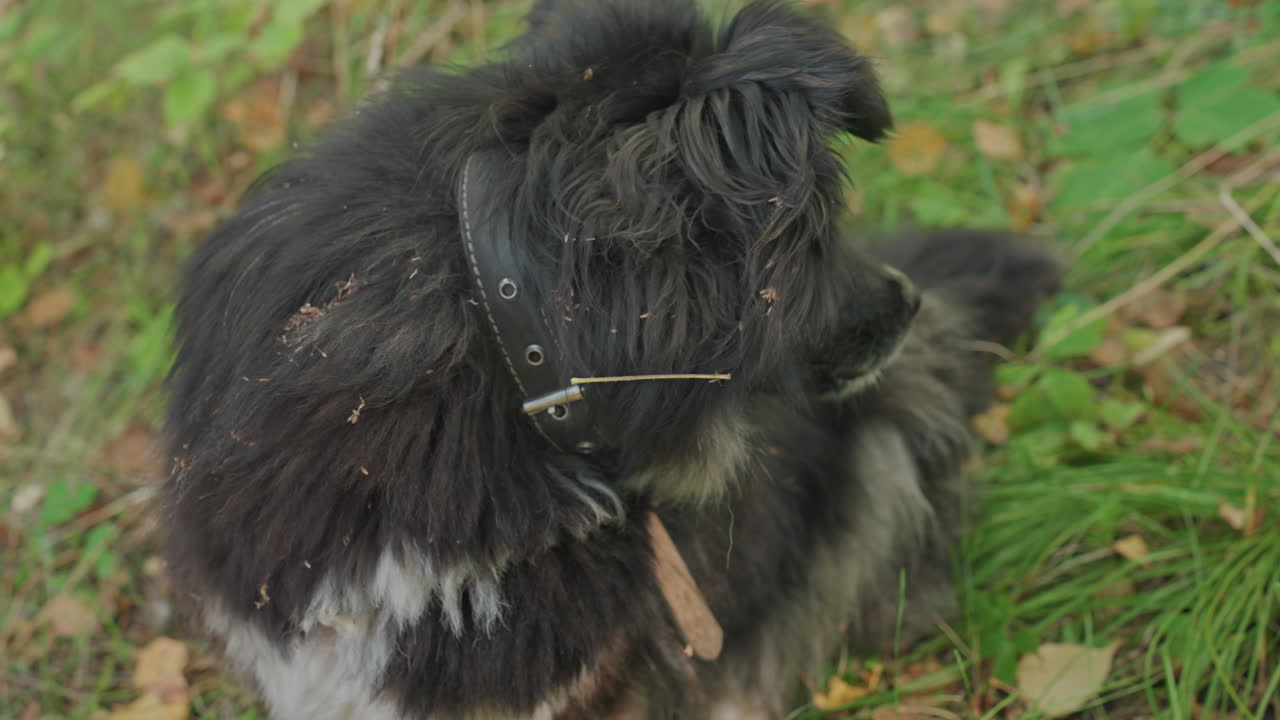 Chien noir se reposant lors d'un voyage de camping entouré d'herbe et de feuillage, haletant, langue pendante, collier visible, brindilles prises dans la fourrure hirsute, regard calme, museau de chien âgé et expression paisible, atmosphère douce.
