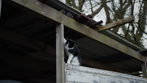 cat climbing onto roof of garage next to trees