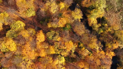 Vista-Aérea-De-Un-Camino-Rural-Con-Un-Bosque-Otoñal-Amarillo-Y-Naranja.