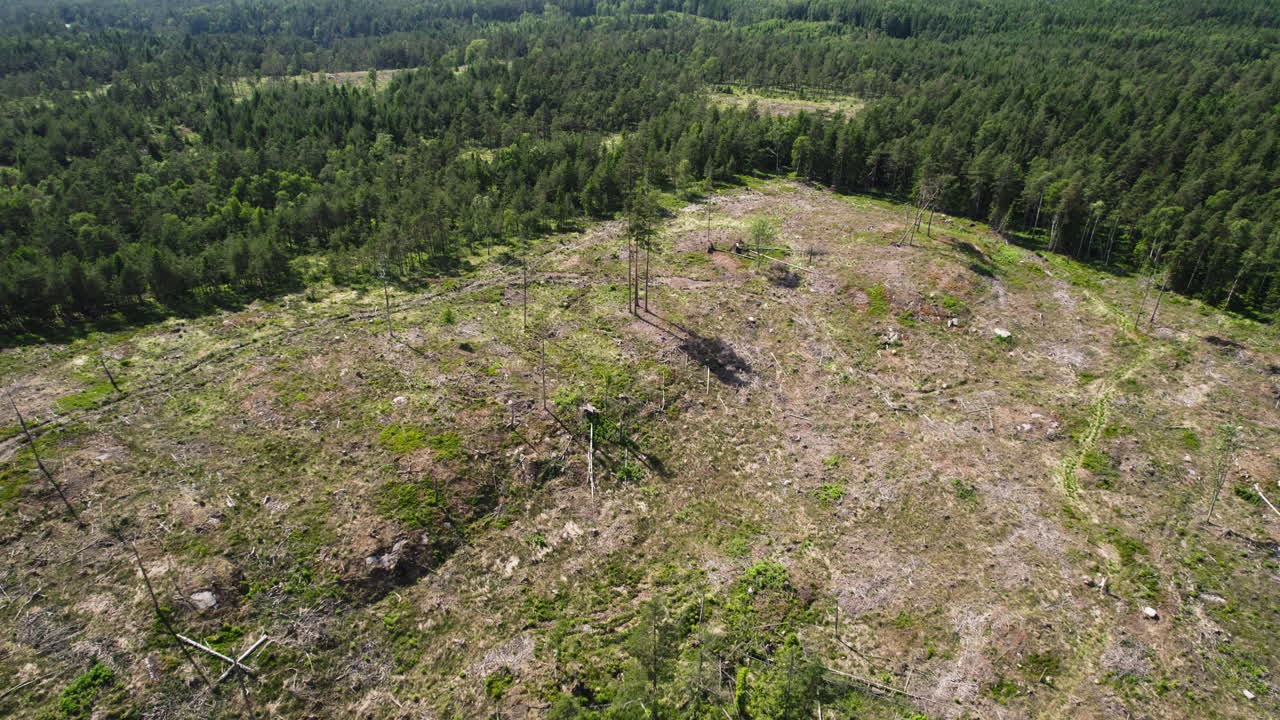 Aerial View Looking Down at a Patch of Deforestation Land in a Wooded Forest of Pine Trees