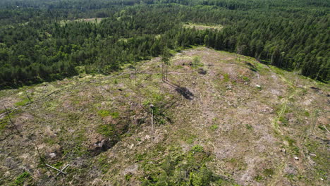 aerial view looking down at a patch of deforestation land in a wooded forest of pine trees