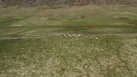 Renos-Salvajes-Corriendo-Libres-En-La-Llanura-De-Hierba-En-El-Paisaje-Escénico-De-Islandia,-Aéreo