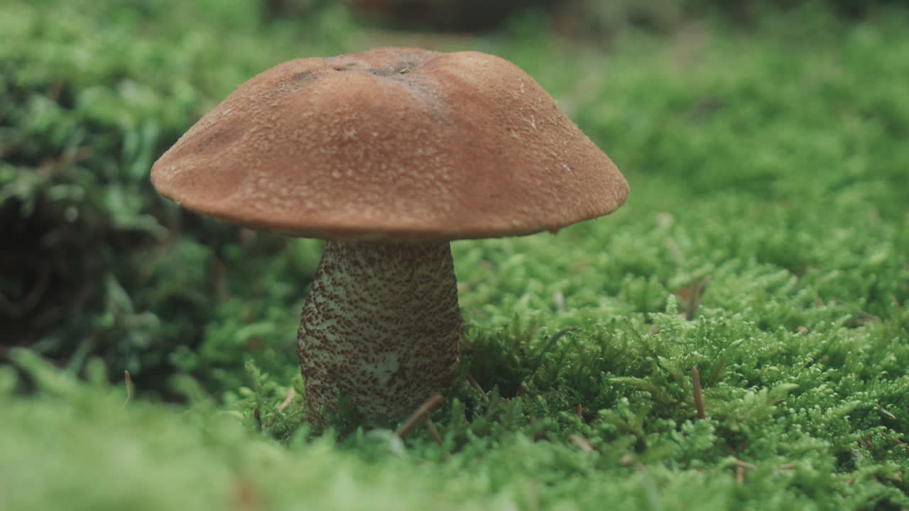 녹색 이끼에 버섯