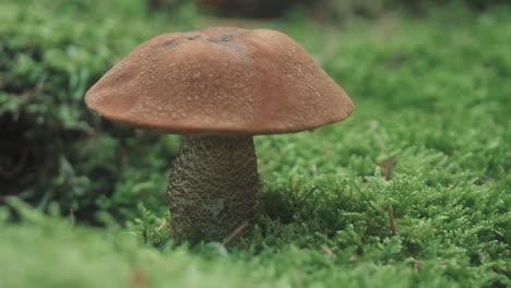 mushroom in the green moss