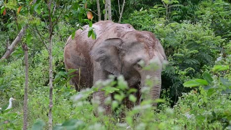 the asiatic elephants are endangered species and they are also residents of thailand