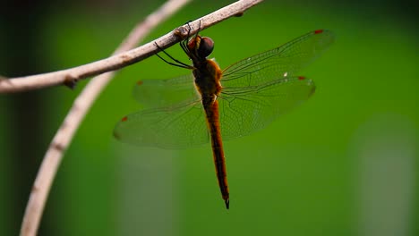 close up of a red-veined darter or nomad dragonfly resting on a branch on a windy day