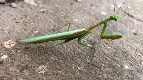 mantis religiosa en la acera