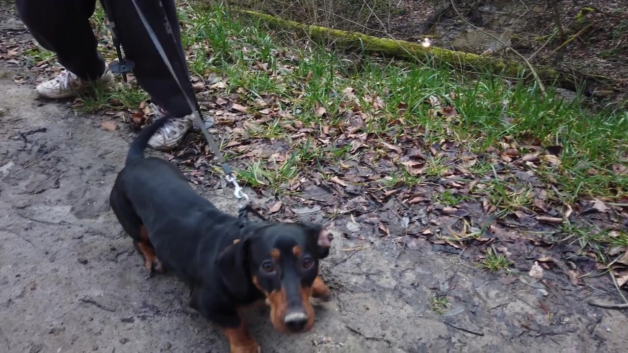 Bassotto a passeggio nel bosco