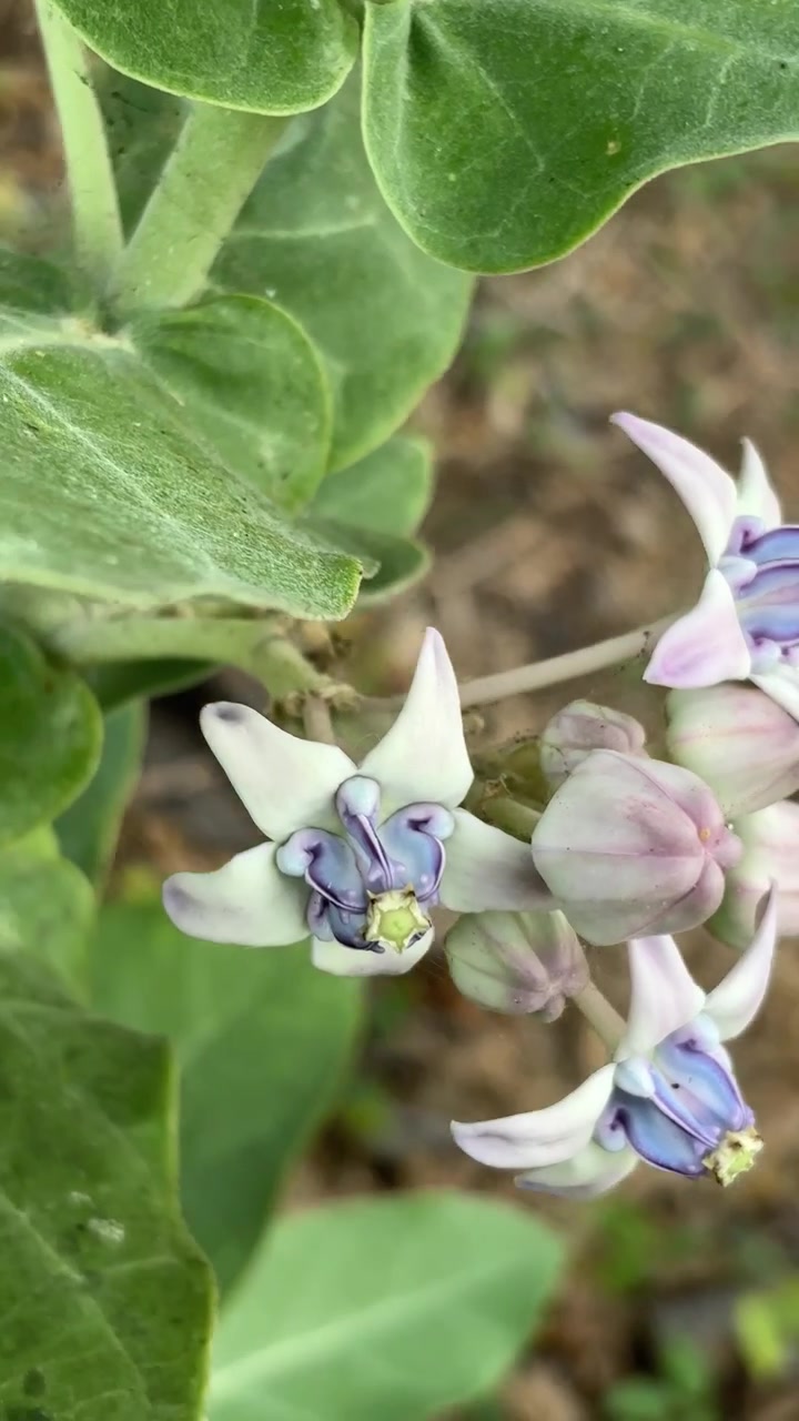 Tampak Dekat Bunga Calotropis Gigantea yang Mekar di Alam
