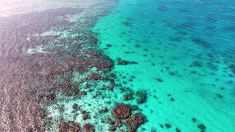 vibrant coral reef in the shallow waters of the philppines