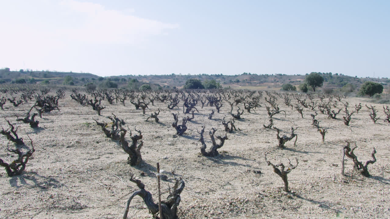 스페인 부르고스의 와인 공장 밖의 포도원 노동자의 일반적인 느린 동작