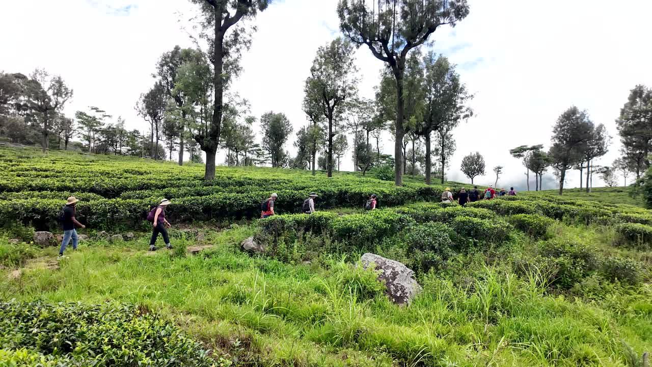 Hiking through Lush Tea Plantations in Sri Lanka