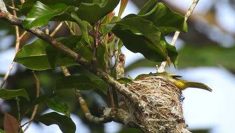 the beatiful yellow bird common iora is brooding in the nest