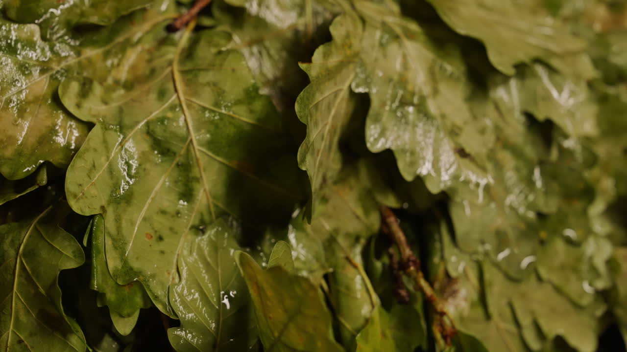 Close-up of wet oak leaves