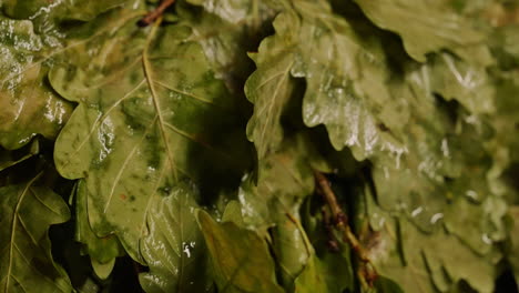 close-up of wet oak leaves