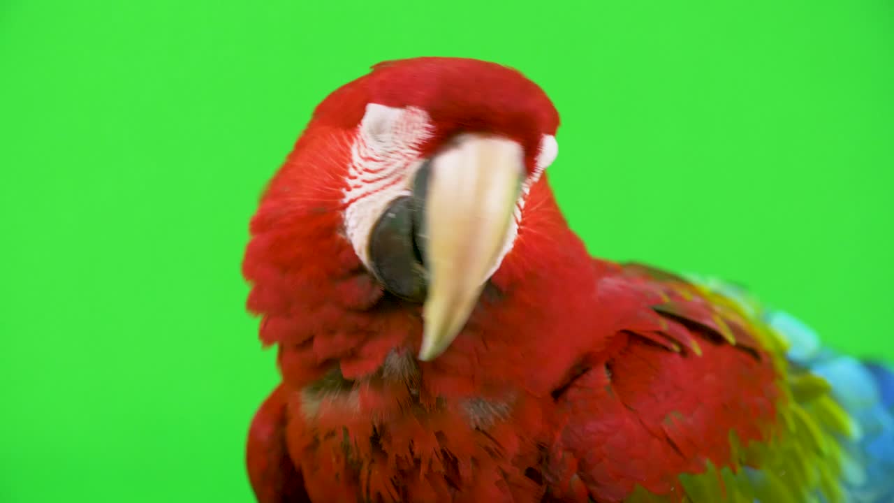 cabeza de loro guacamayo rojo de primer plano con cabeza inclinada tímida sobre un fondo de pantalla verde