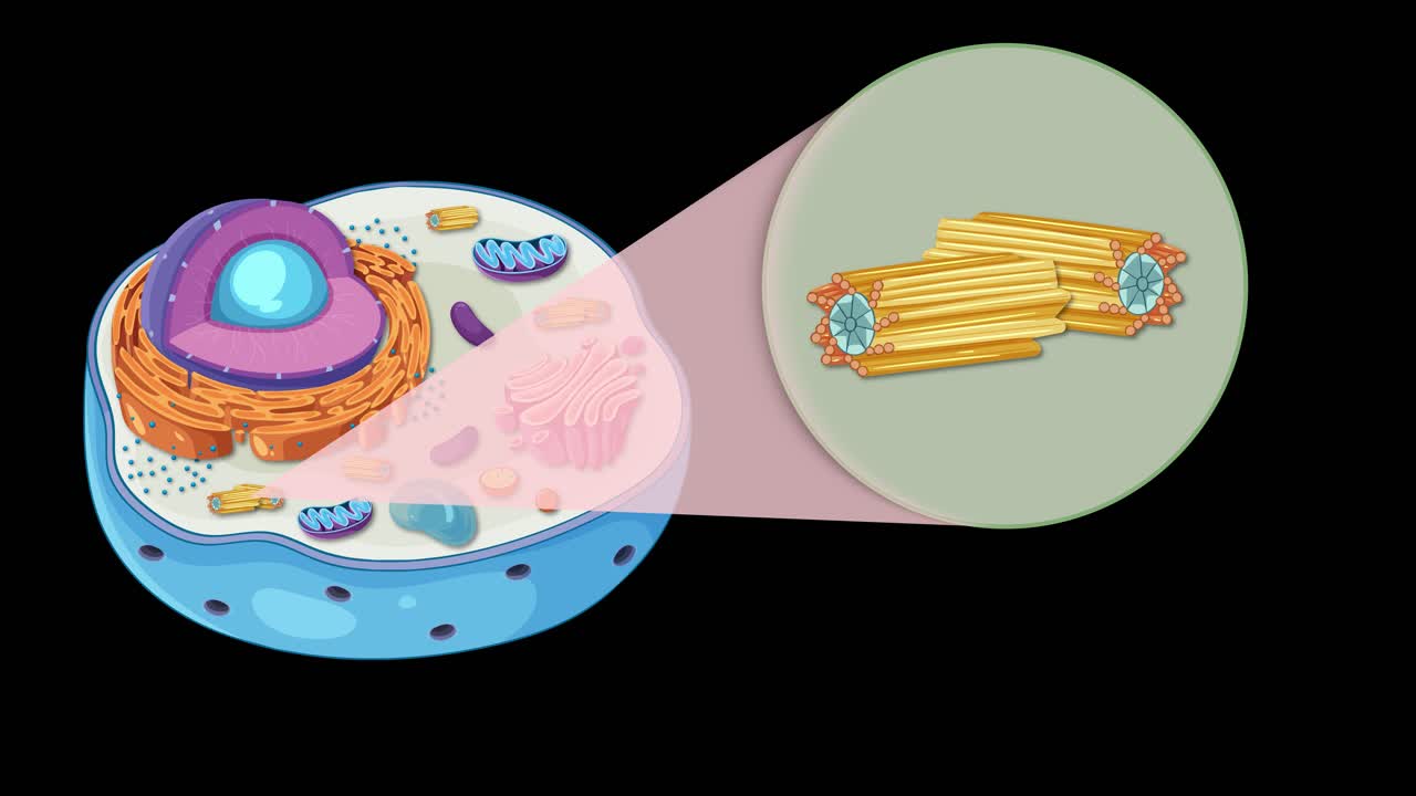 Illustration of animal cell structure highlighting centrioles, showcasing organelles in a dynamic, educational animation