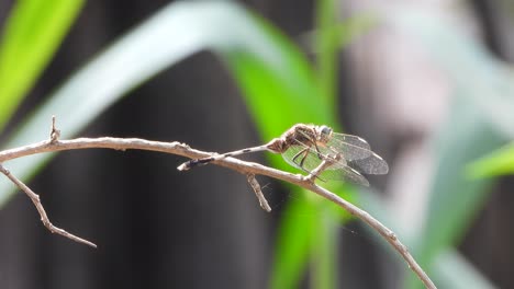 Dragonfly-relaxing-on-stick-