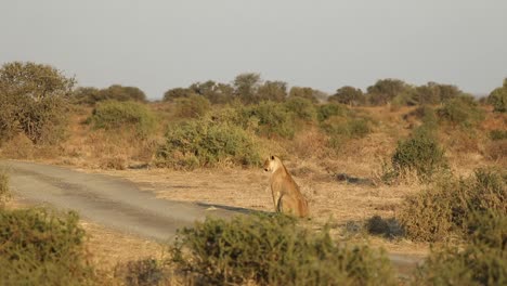 Breiter-Schuss-Einer-Löwin,-Die-In-Schönem-Goldenem-Licht-Sitzt,-Mashatu-Botswana