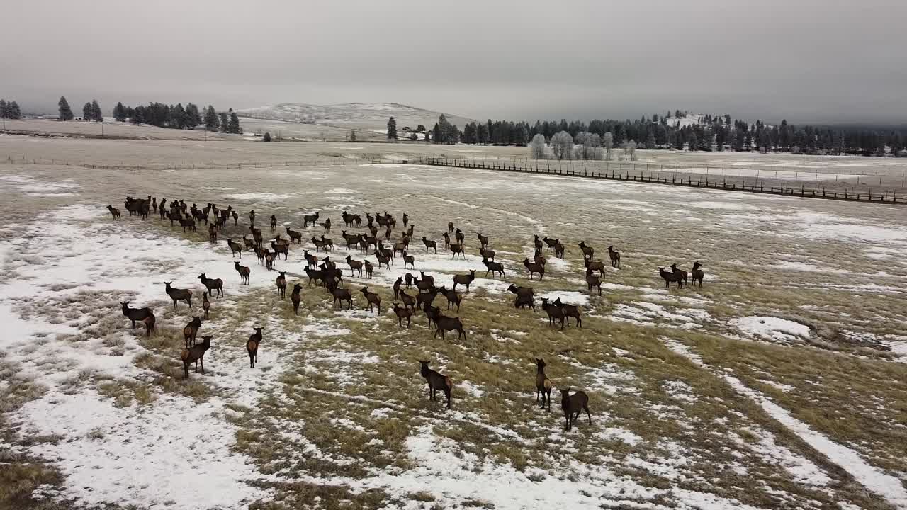 orbitando una manada de alces en un día nublado en invierno, toma aérea 002