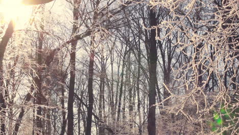 árbol-Congelado.-Bosque-De-Invierno.-El-Sol-Brilla-A-Través-De-Las-Ramas-De-Los-árboles-Cubiertas-De-Nieve.