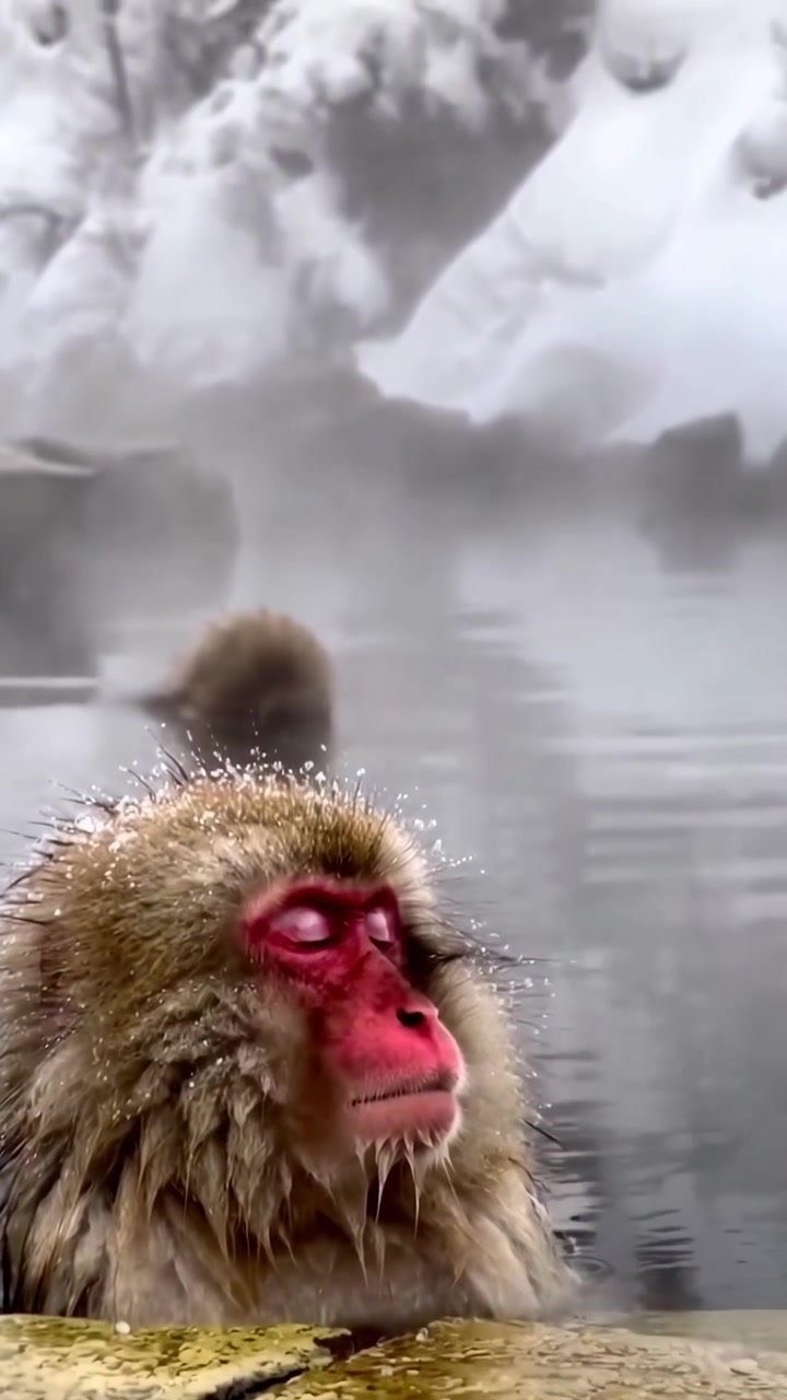 Macaco Japonés Relajándose en Aguas Termales Durante el Invierno