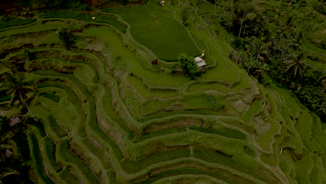 Beautiful-landscape-covered-in-rice-terraces