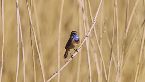 Weißfleckiges-Blaukehlchen-Auf-Dem-Trockenen-Stamm,-Singend-In-Den-Holländischen-Wäldern