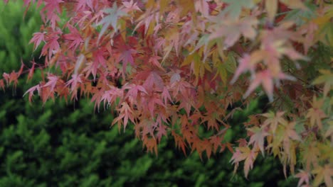 Autumn Leaves on Maple Tree
