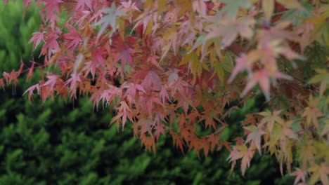 autumn leaves on maple tree