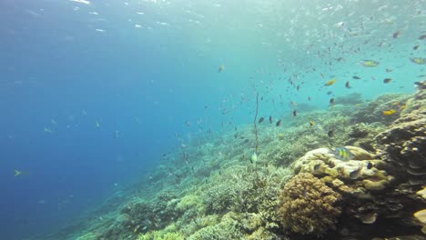 Un-Bullicioso-Arrecife-De-Coral-Repleto-De-Multitud-De-Peces-Nadando-En-Armonía-Mientras-La-Cámara-Se-Desliza-Hacia-La-Superficie