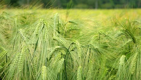 cerca de apenas espigas de trigo a finales de la primavera que sopla en el viento