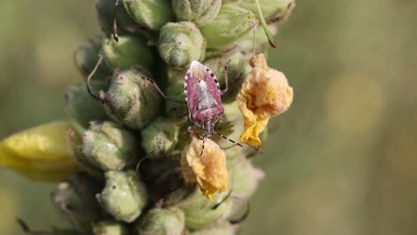 close up of halyomorpha halys bug on flower in wilderness during sunny day