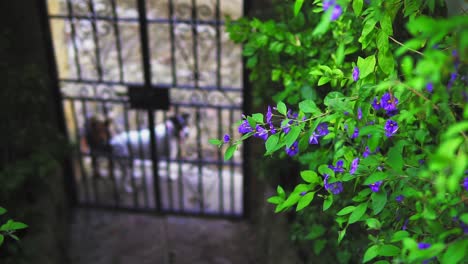 Wunderschöne-Lila-Blumen,-Nahaufnahme-Mit-Hunden,-Die-Hinter-Dem-Tor-Im-Garten-Sitzen