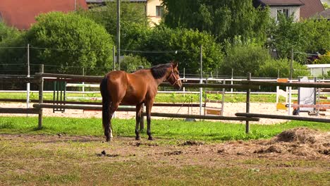 horse eating grass outdoors latvia