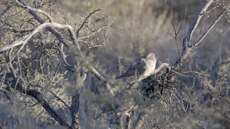 Hermosos-Pájaros-De-Paloma-Blanca-Relajándose-En-Un-árbol-A-Distancia-Con-Zoom