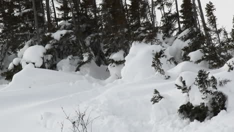 polar bear mother with three months old cubs playing between trees, on tundra